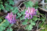 Corydalis (Yanhusuo Plant)
